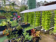 Fazenda Urbana de Paraisópolis produziu mais de 500kg de hortaliças até março